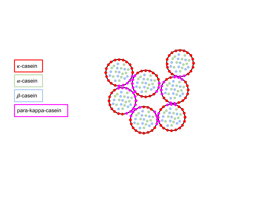 Network of Casein Micelle